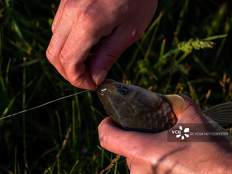 渔夫用手从金色鲤鱼嘴里取下鱼钩图片素材