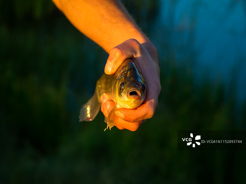 渔民用手抓捕金色鲤鱼图片素材