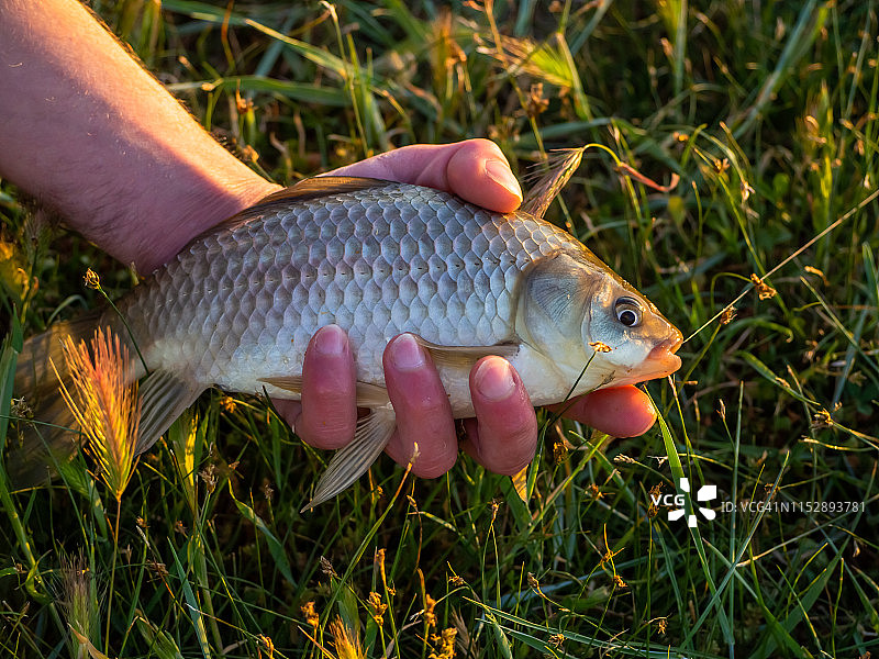 渔民用手抓捕金色鲤鱼图片素材