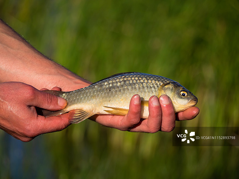 渔民用手抓捕金色鲤鱼图片素材