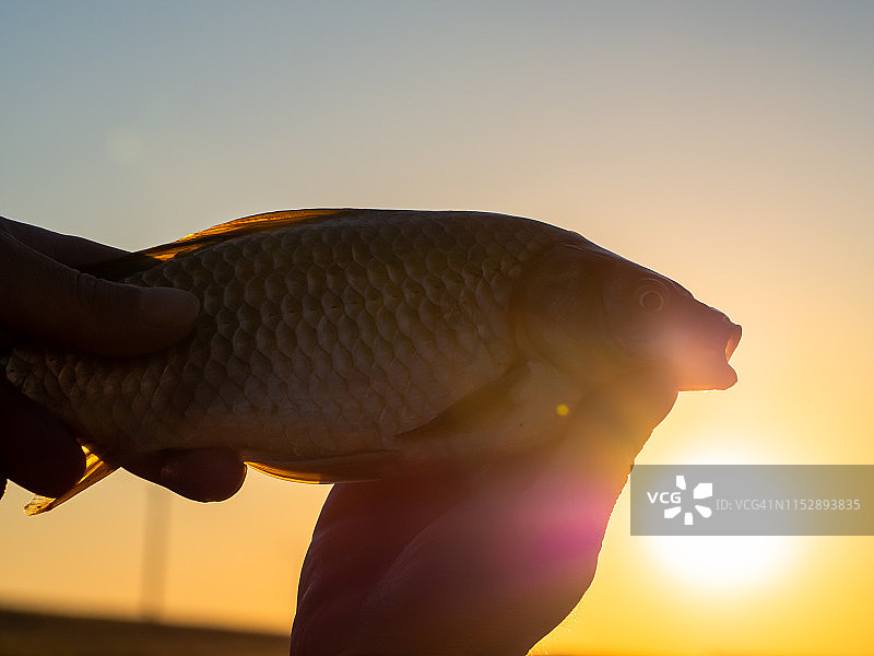 渔民用手抓捕金色鲤鱼图片素材