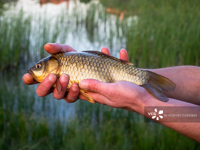 渔民用手抓捕金色鲤鱼图片素材