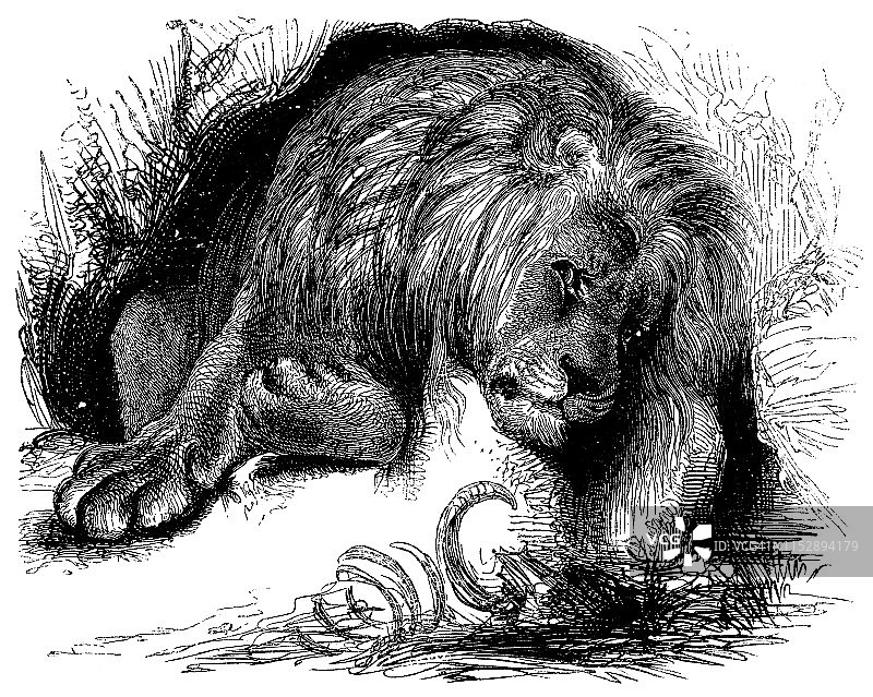 伊索寓言：年老的狮子图片素材