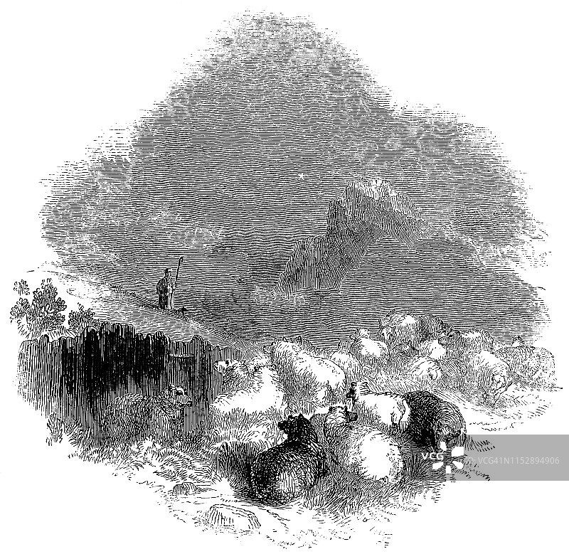 晨星下的牧羊人与羊群图片素材