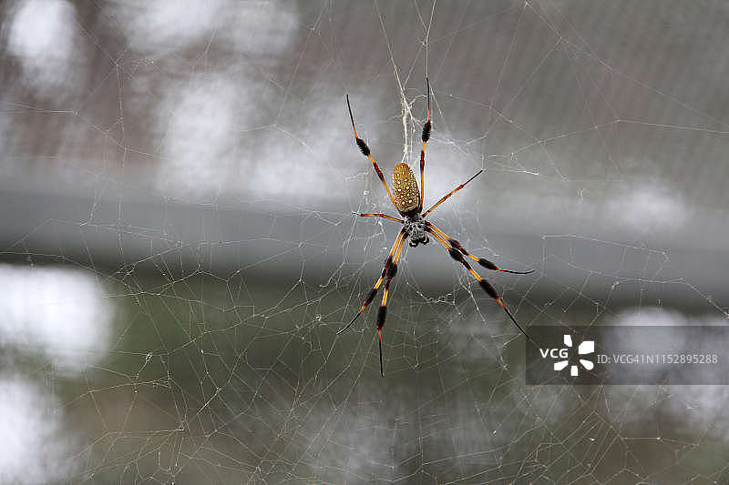 金色丝网蜘蛛图片素材