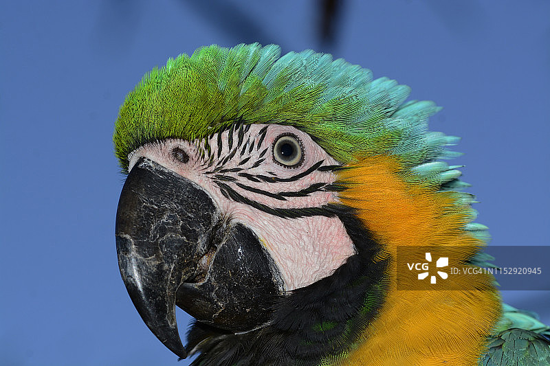 金色和蓝色金刚鹦鹉图片素材