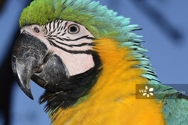 金色和蓝色金刚鹦鹉图片素材