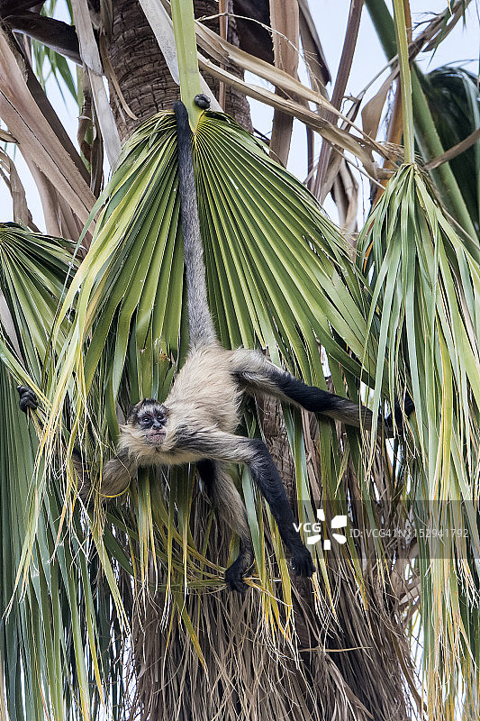 黑手蜘蛛猴图片素材