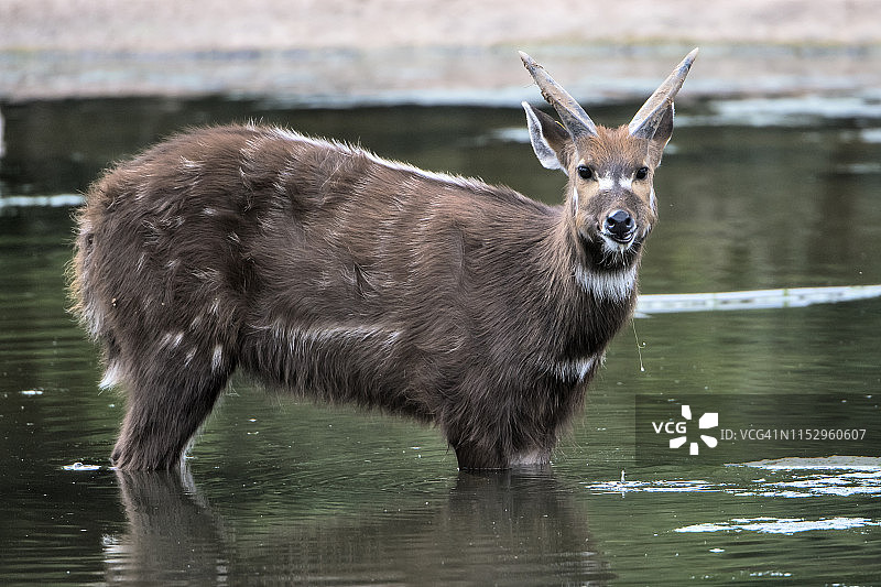 西塔通加羚羊图片素材