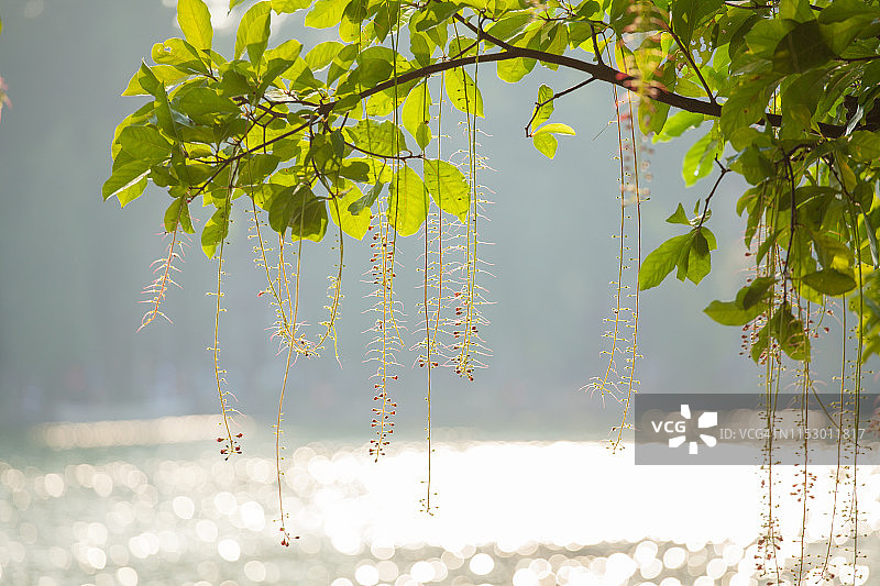 河内剑湖春日暖阳下的玉蕊花（越南语：loc vung）图片素材
