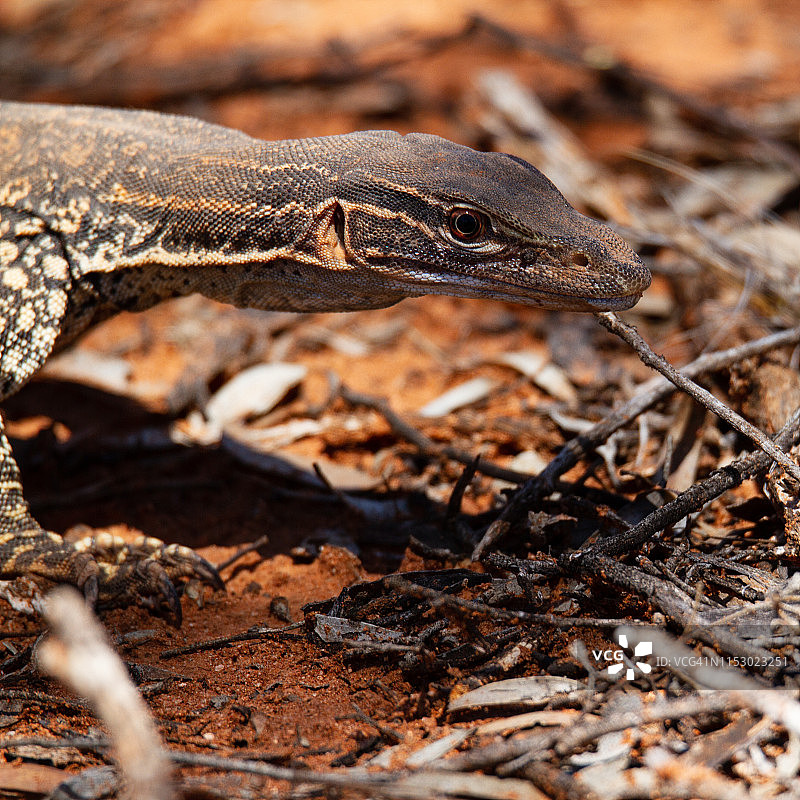 留意观察图片素材