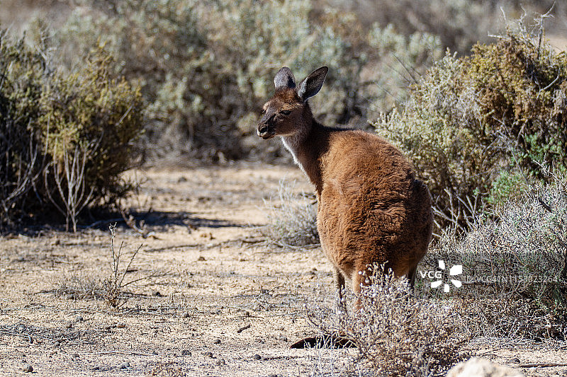 警惕的袋鼠图片素材