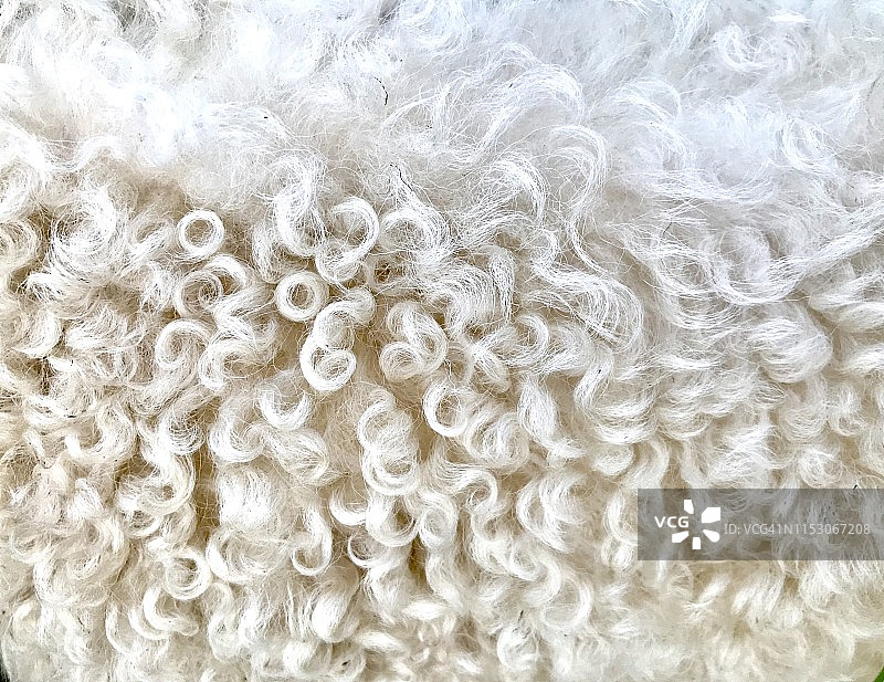 绵羊毛图片素材