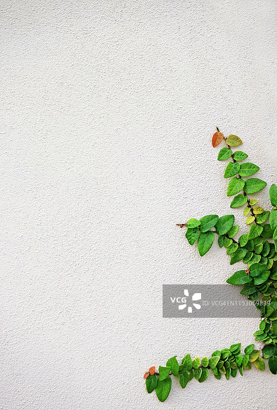 攀爬在白色混凝土墙上的葡萄藤图片素材