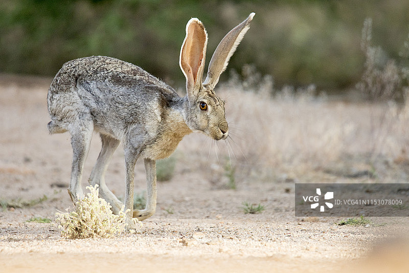 长耳大野兔图片素材