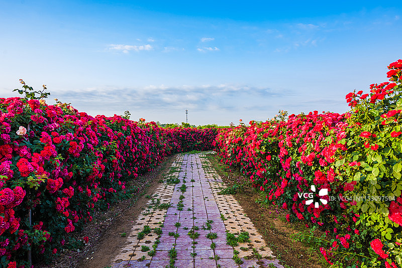 花海迷宫图片素材