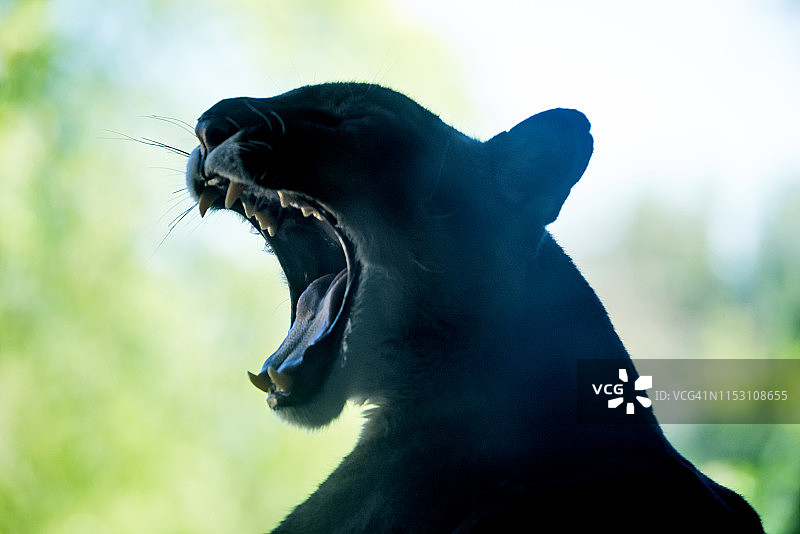 黑色美洲豹图片素材