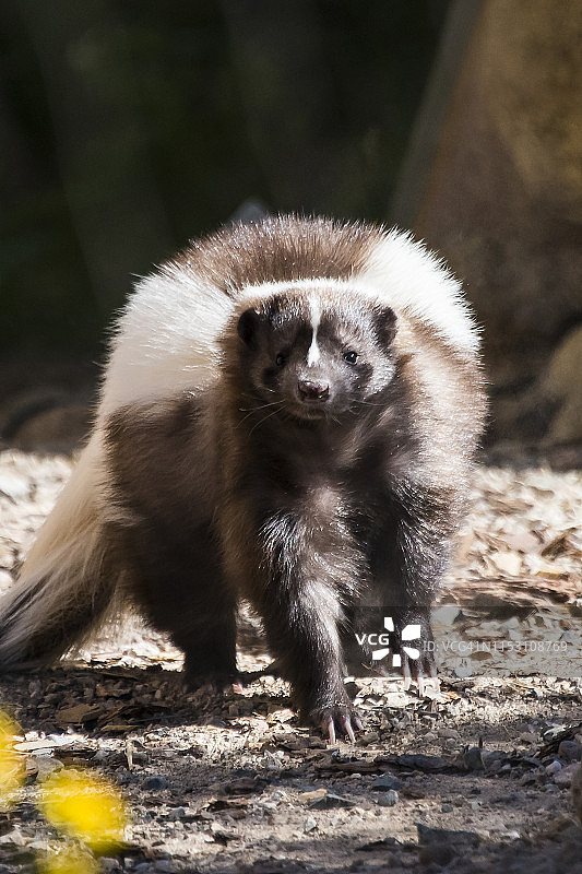 条纹臭鼬图片素材