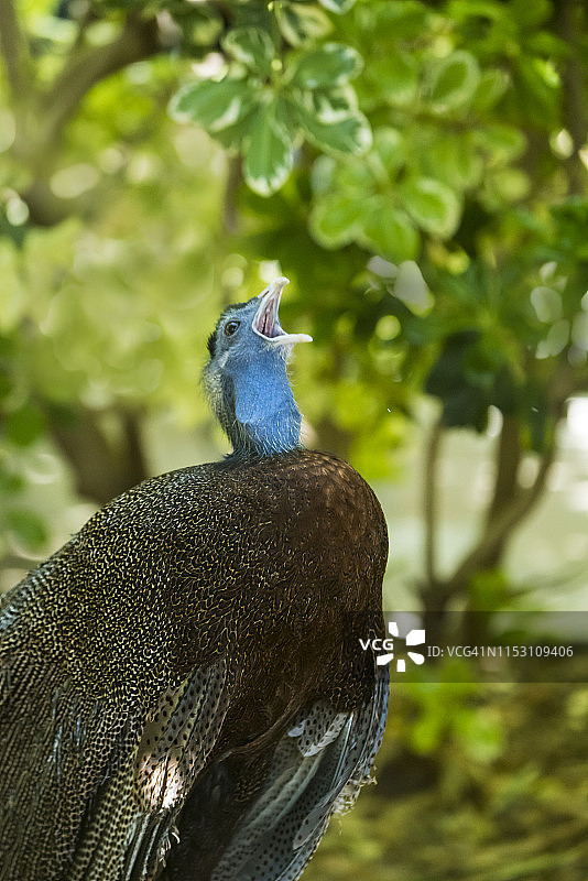 眼斑雉图片素材