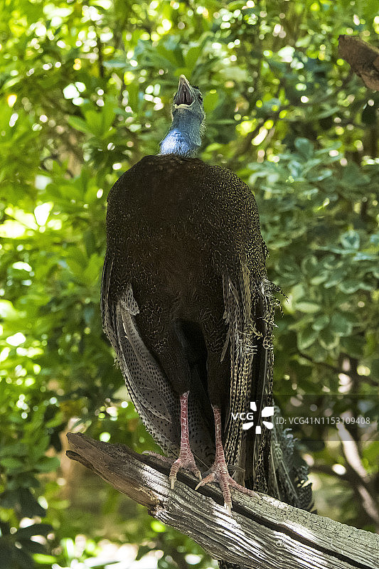 眼斑雉图片素材