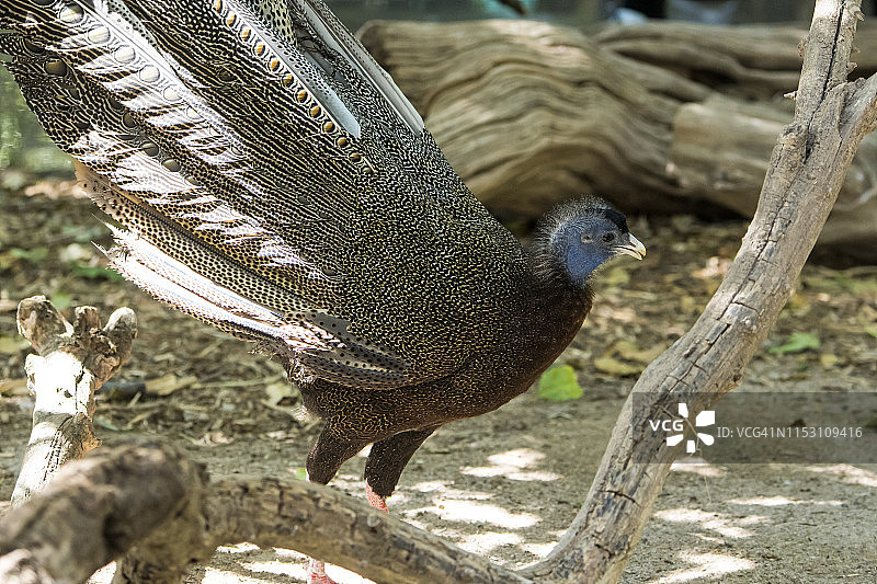 眼斑雉图片素材