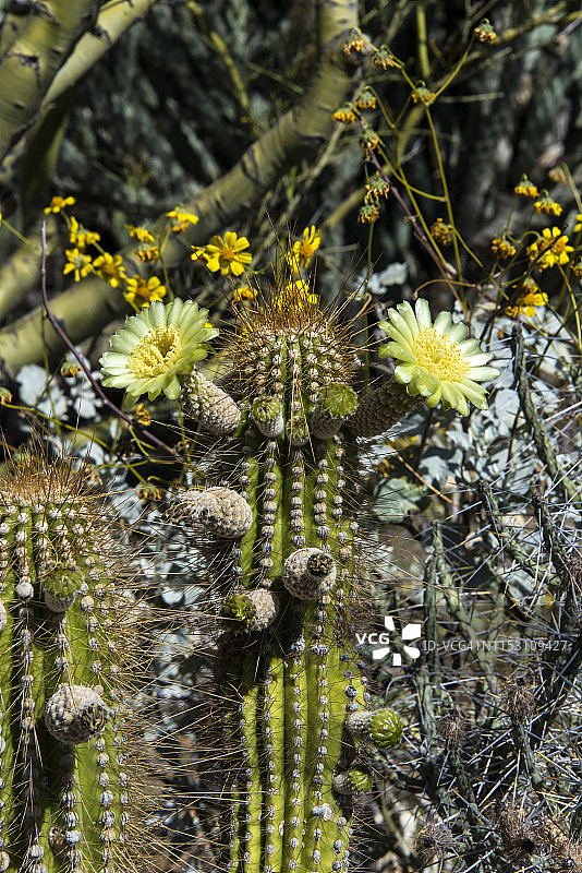 火炬仙人掌开花图片素材