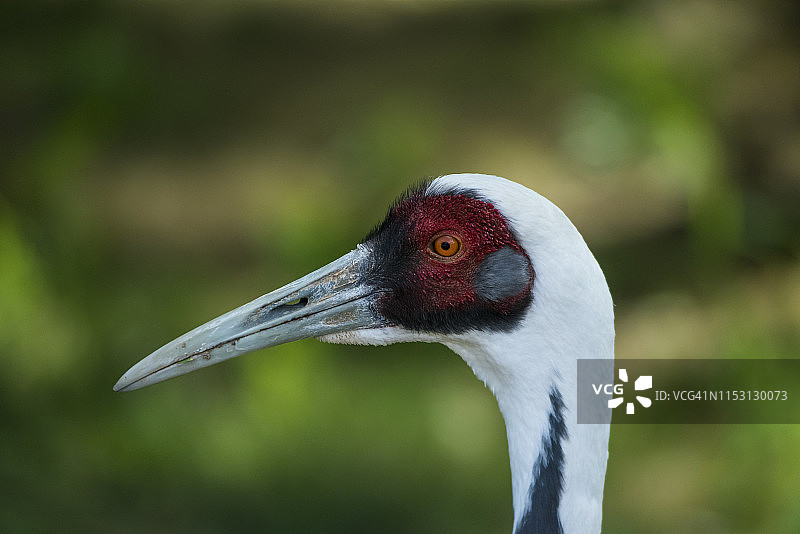 白枕鹤图片素材