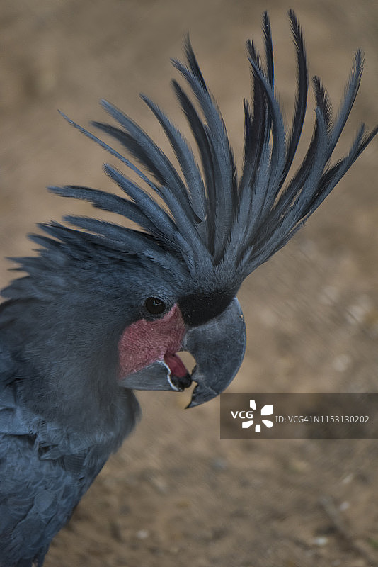 黑棕榈凤头鹦鹉图片素材