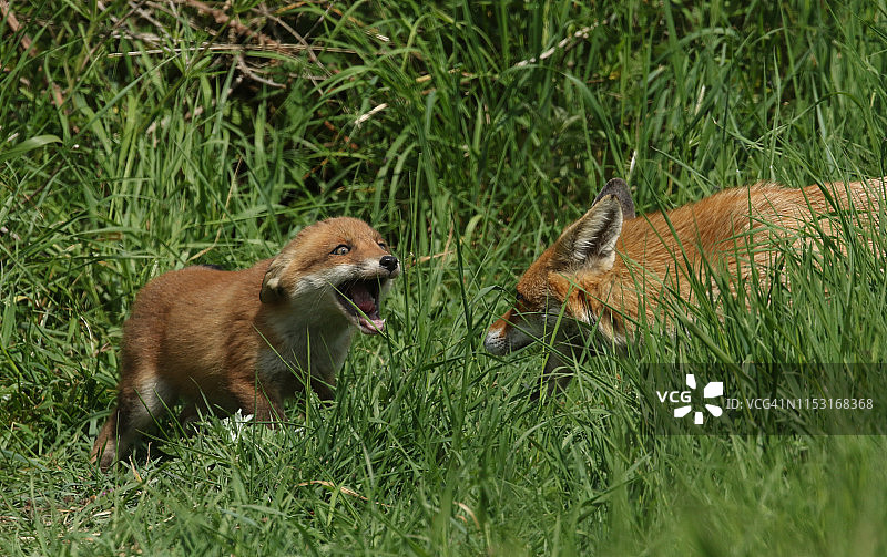 可爱的赤狐幼崽与雌狐在洞穴入口处张开嘴相对图片素材