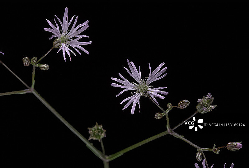 蝇子草图片素材