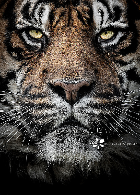 老虎特写肖像图片素材