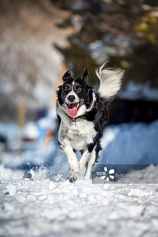 在雪地里奔跑的狗图片素材