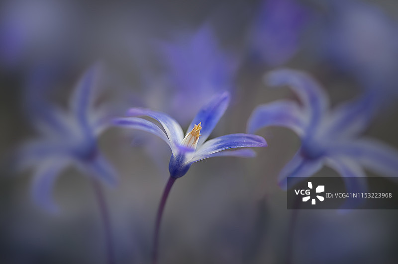 早春西伯利亚海葱花特写图片素材