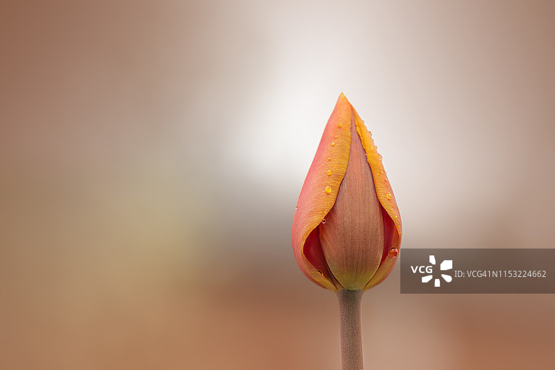 雨后的橙色郁金香图片素材