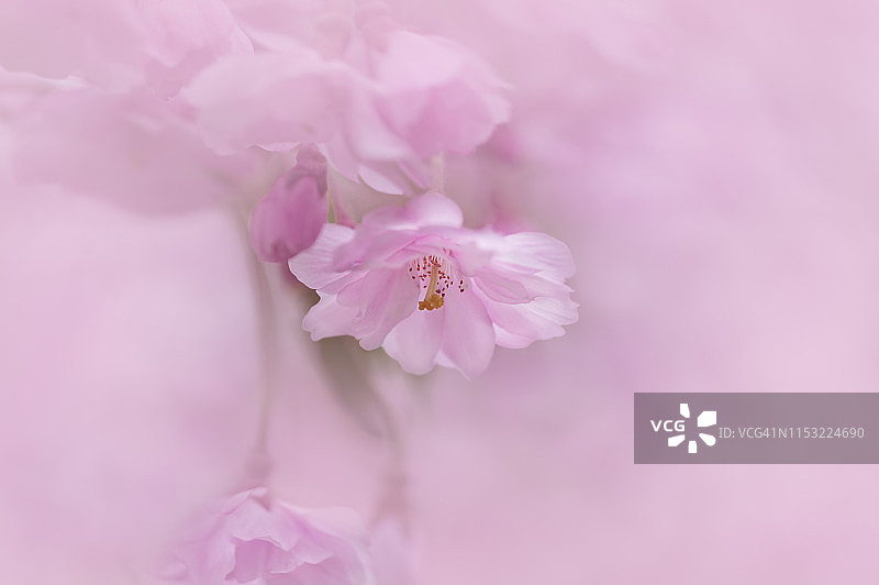 春天盛开的垂枝樱花图片素材