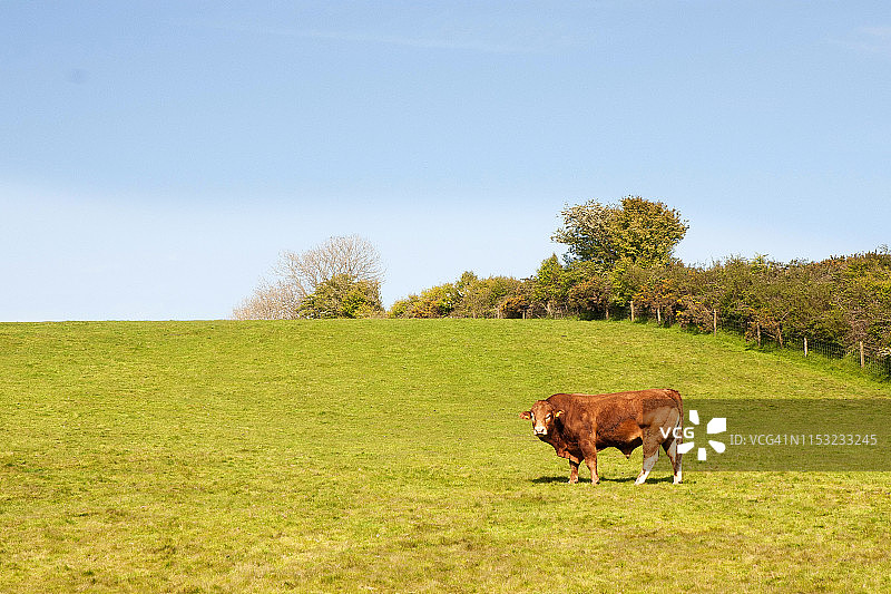 草地上孤独的赫罗福德红牛图片素材
