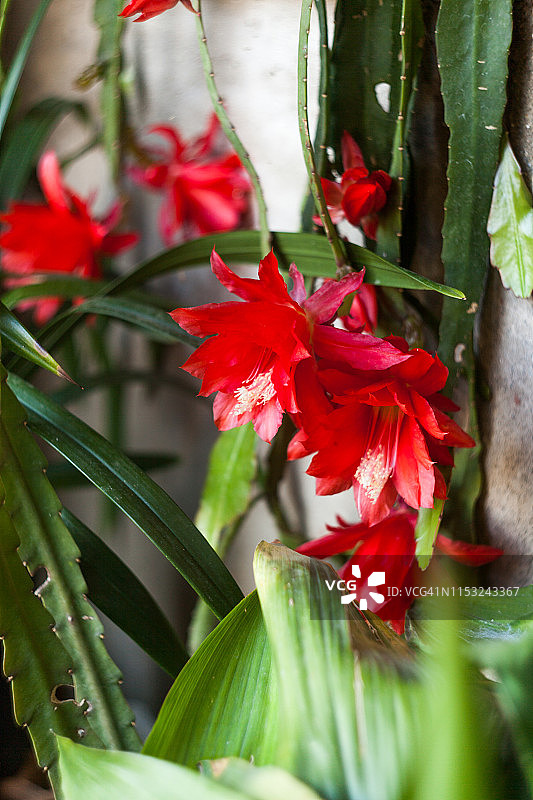 红色昙花图片素材