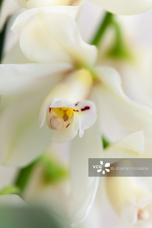 白色兰花（剑兰）图片素材