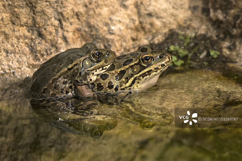 低地豹蛙图片素材