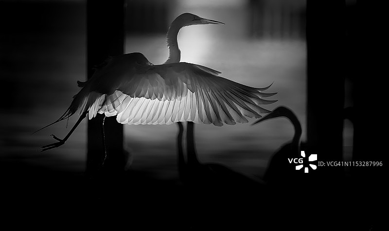 逆光下落地的白鹭图片素材