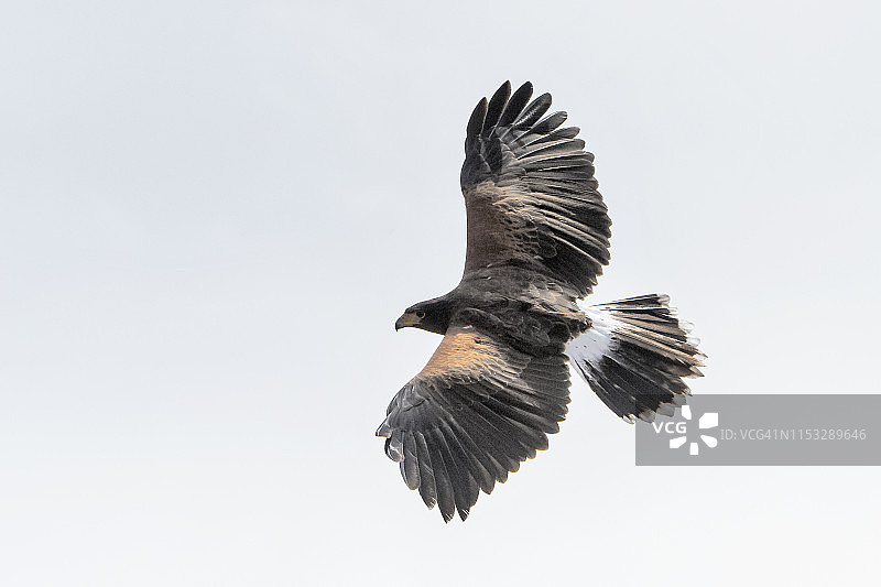 哈里斯鹰图片素材