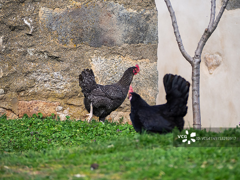 春天，公鸡和母鸡在有机农场吃草图片素材