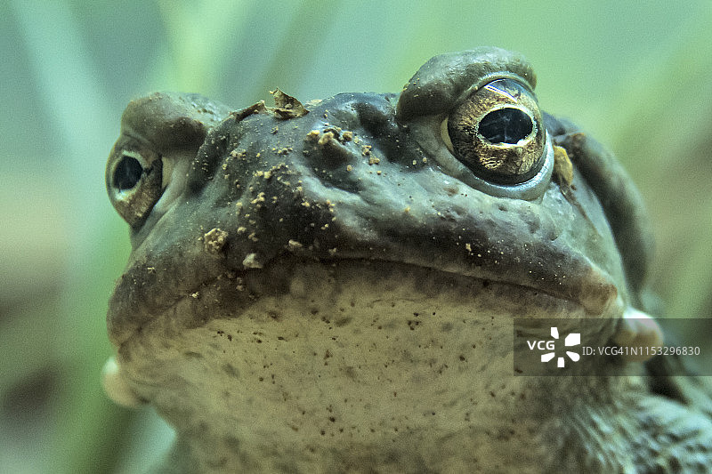 索诺兰沙漠蟾蜍图片素材