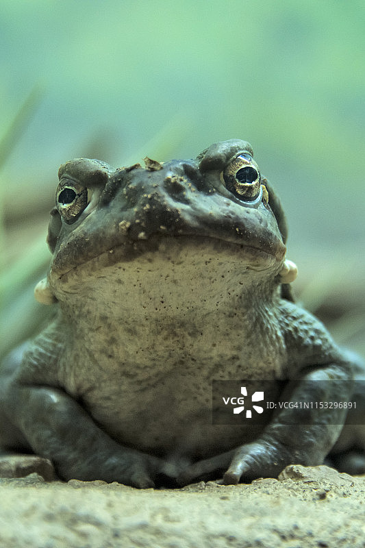索诺兰沙漠蟾蜍图片素材