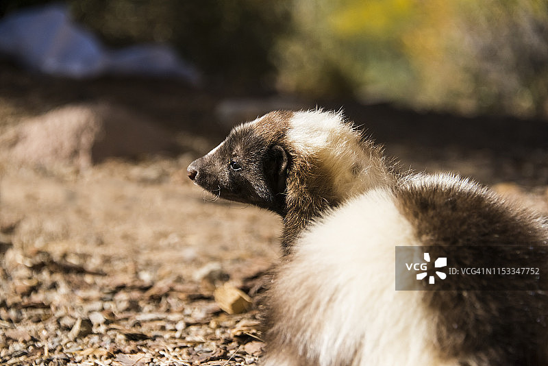 条纹臭鼬图片素材