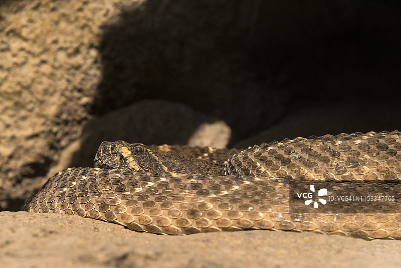 西部菱斑响尾蛇图片素材