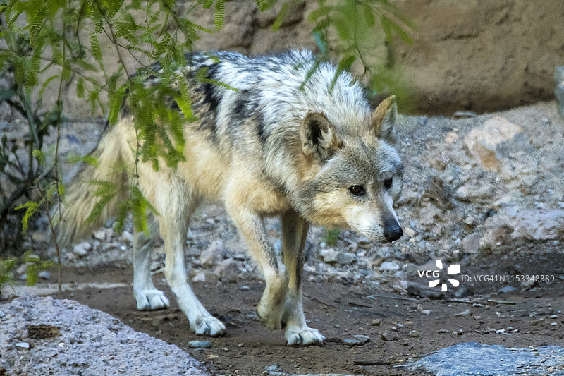 墨西哥狼图片素材