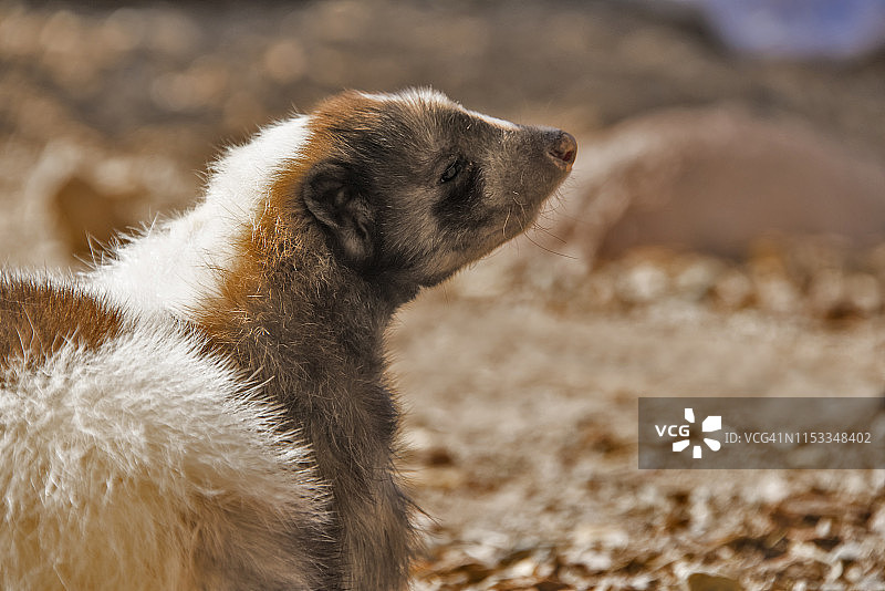 条纹臭鼬图片素材