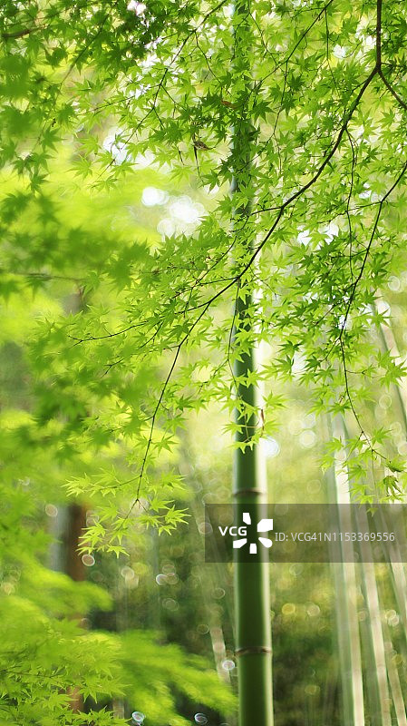 竹林中的宁静夏日景色—绿色日本枫树和竹子图片素材