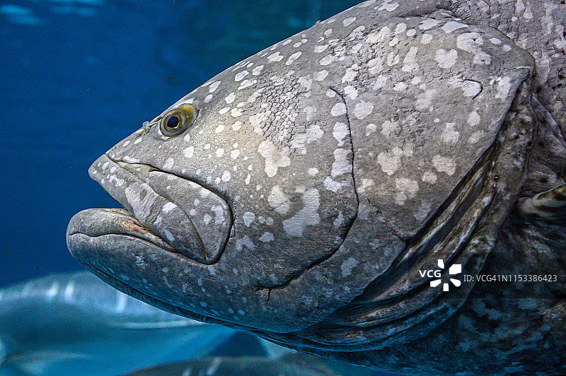 大型鱼类头部：巨型石斑鱼图片素材